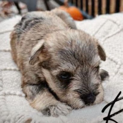 Remi Akc - Miniature Schnauzer Female