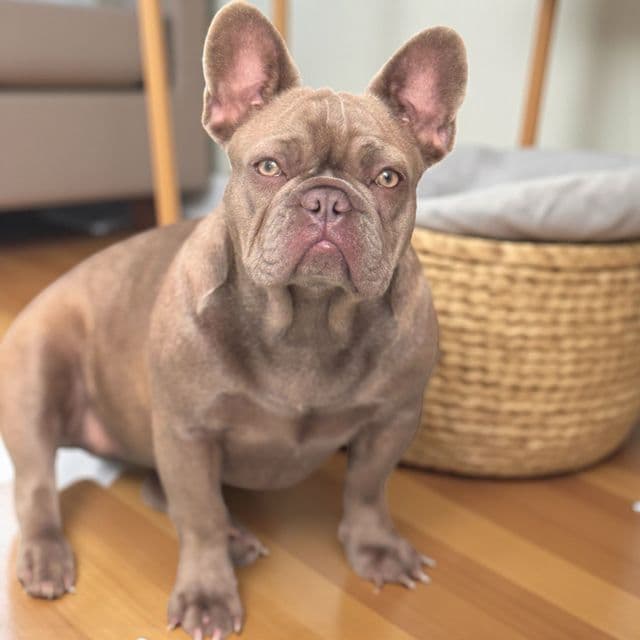 Puppy 6 - French Bulldog Female