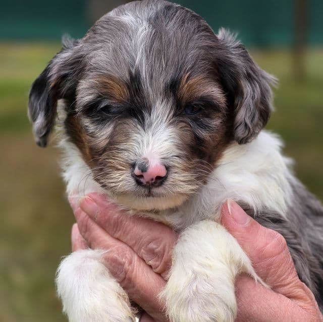 Captain- mini - Bernedoodle Male