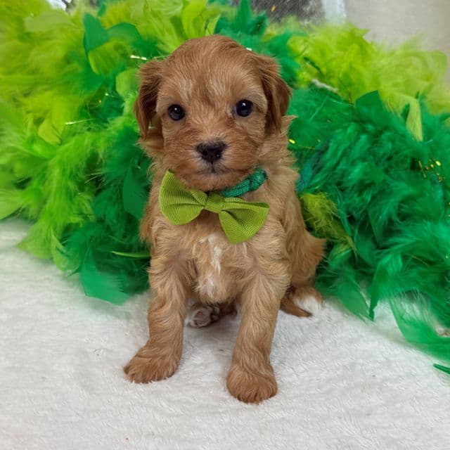 Rae Rae Green Boy - Cavapoo Male