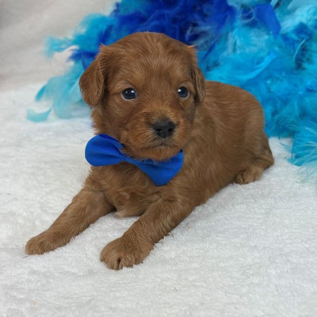 Jessie's Blue Boy - Cavapoo Male