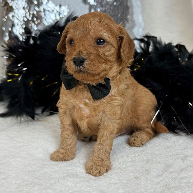 Jessie's Black Boy - Cavapoo Male