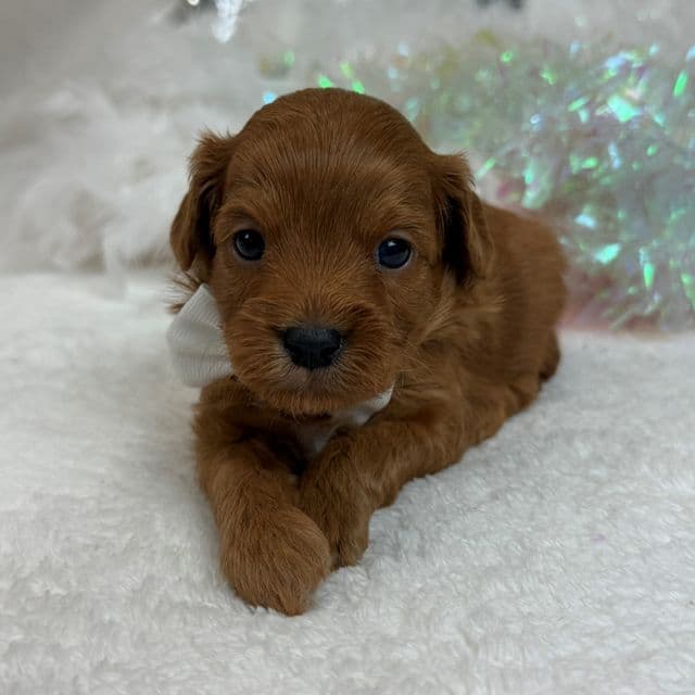 Jessie's White Boy - Cavapoo Male