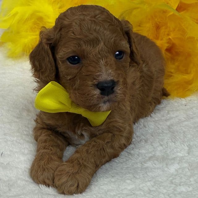 Jessie Yellow Boy - Cavapoo Male