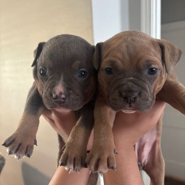 Girl #2 - American Bully Female