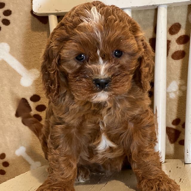 Kelsey - Cavapoo Female