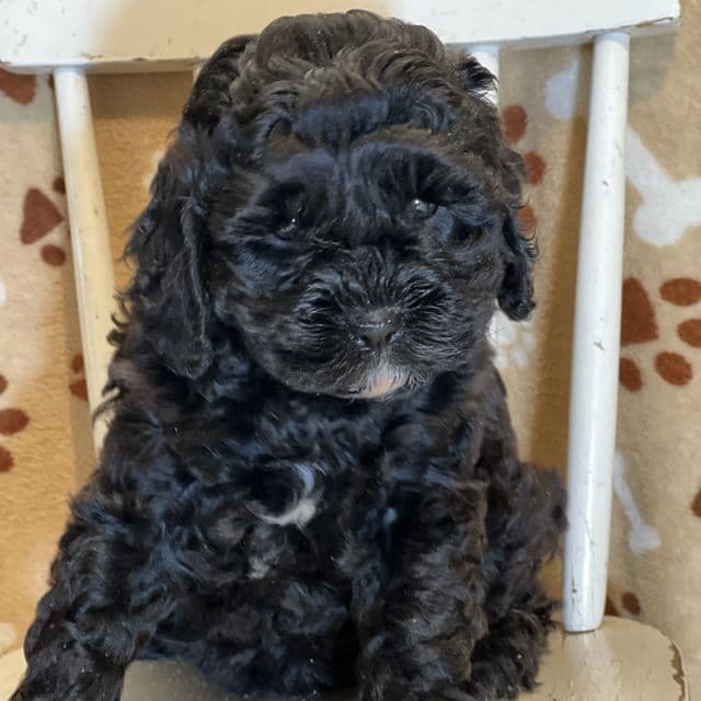Kitkat - Cavapoo Female