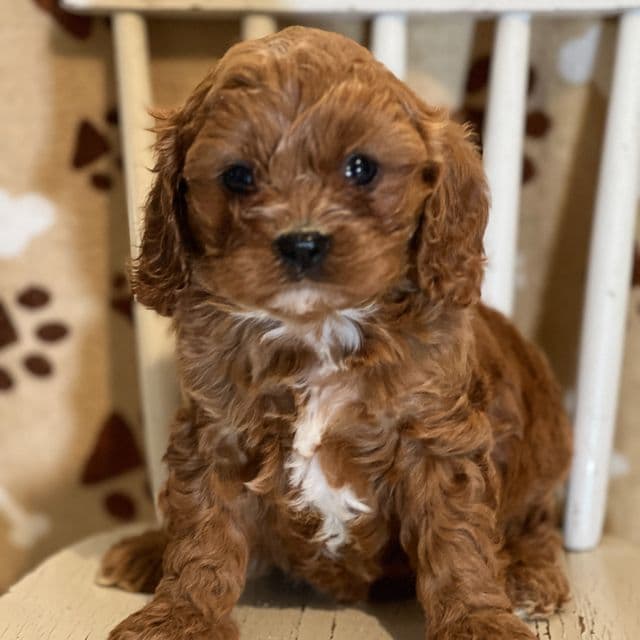 Kingston - Cavapoo Male