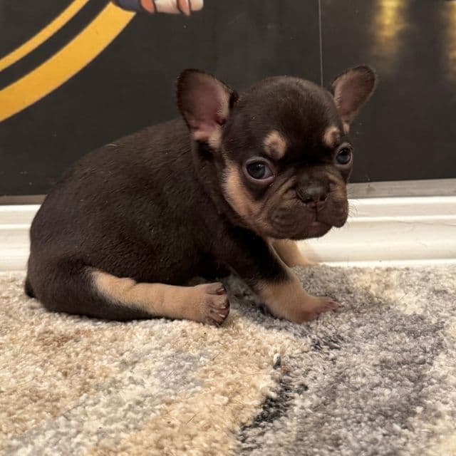 Squirt - French Bulldog Female