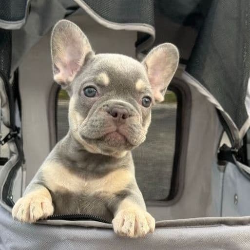 Apple - French Bulldog Female