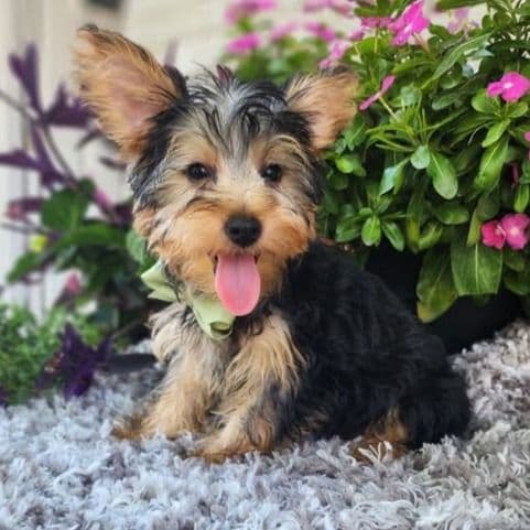 Linny - Yorkshire Terrier Male