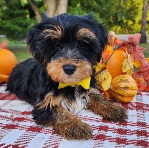 Baxter - Yorkshire Terrier Male