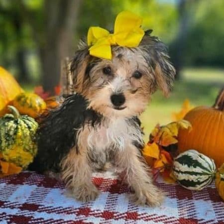 Dyna - Yorkshire Terrier Female