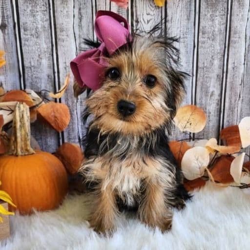 Sadie - Yorkshire Terrier Female