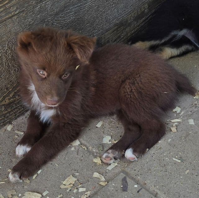 LeAnn - Australian Shepherd Female