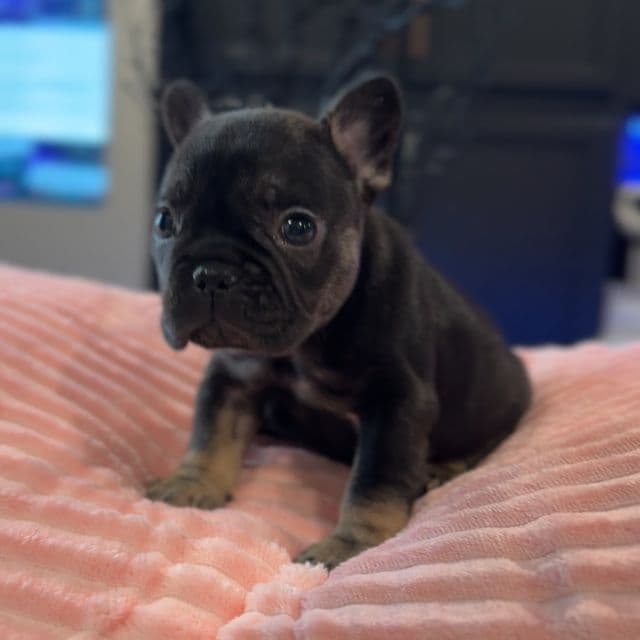 Baby Monroe - French Bulldog Female
