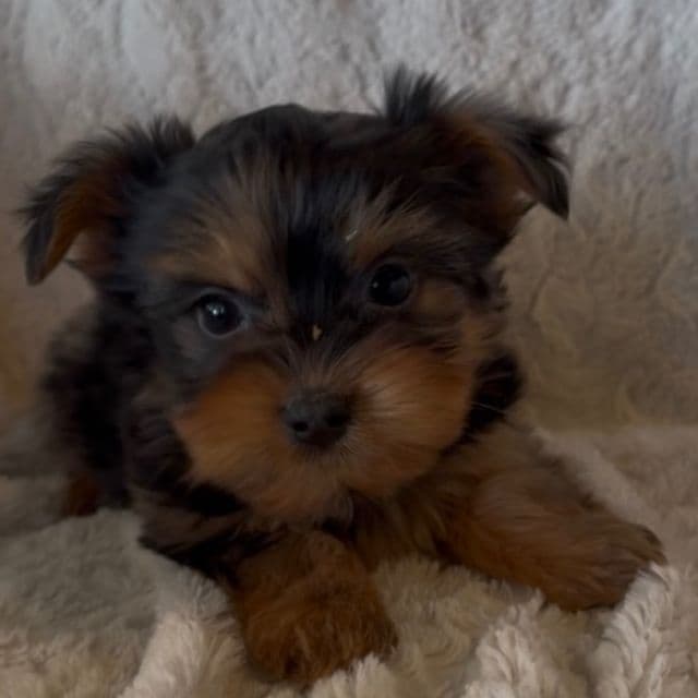 Pacheco - Yorkshire Terrier Male