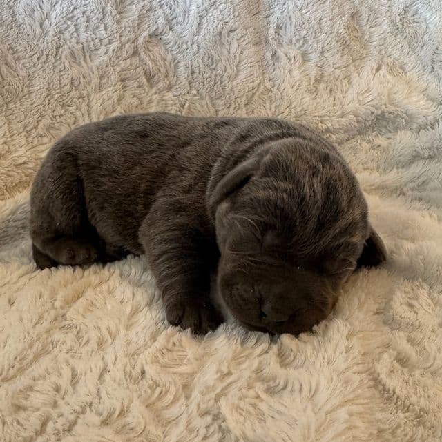 Luna - Labrador Retriever Female