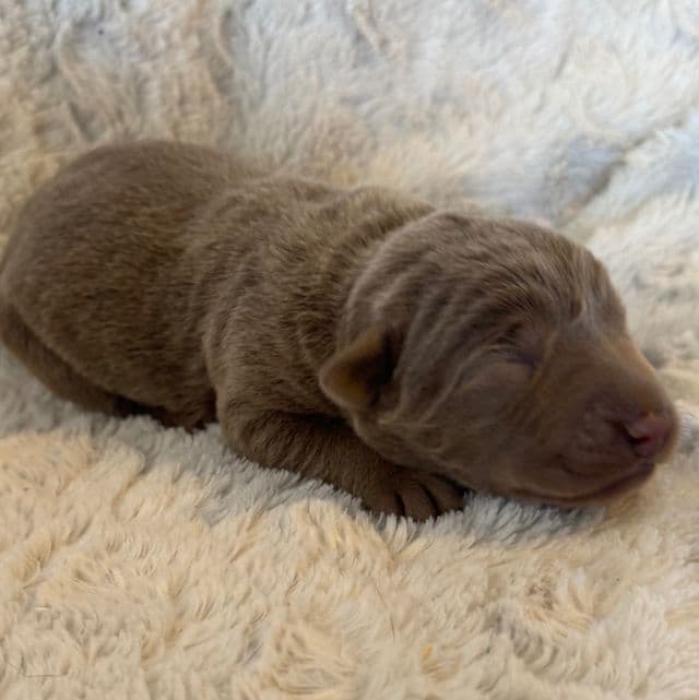 Nova - Labrador Retriever Female