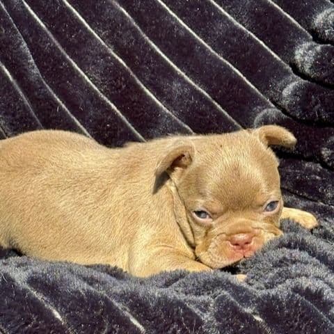 Ghoul - French Bulldog Male