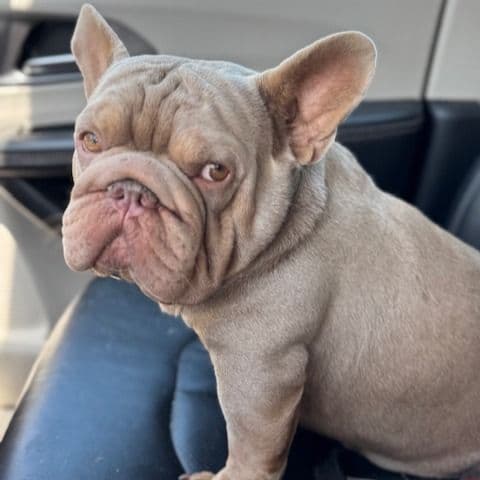 Frank - French Bulldog Male