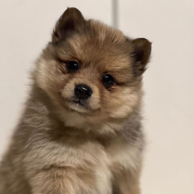 Peanut - Pomeranian Male
