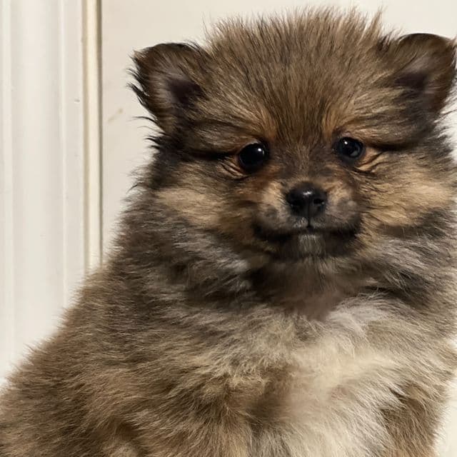 Preston - Pomeranian Male