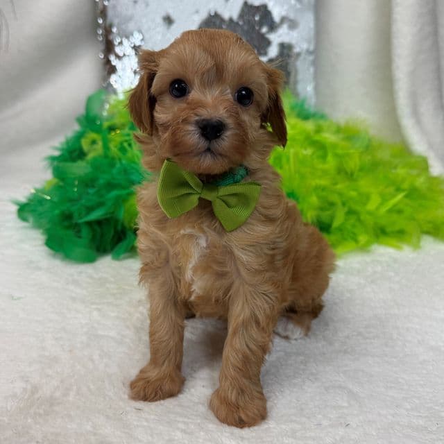 Rae Rae Green Boy - Cavapoo Male