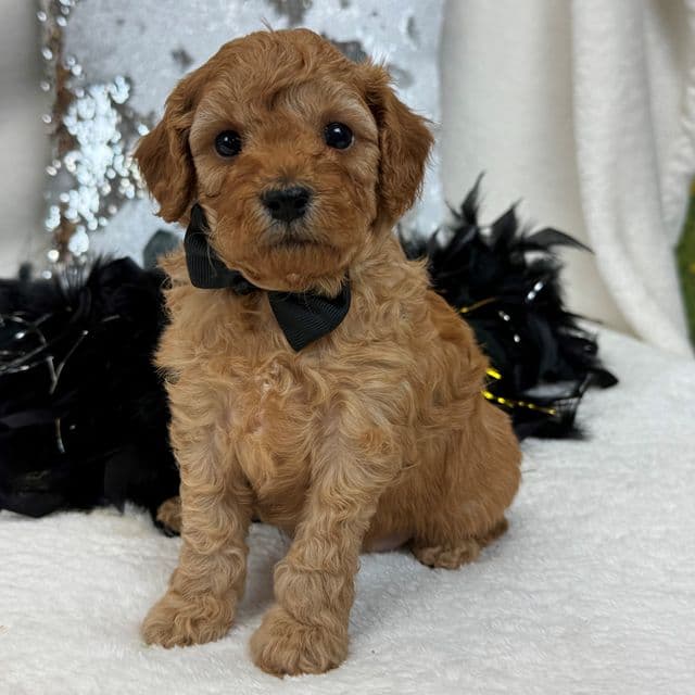 Jessie's Black Boy - Cavapoo Male