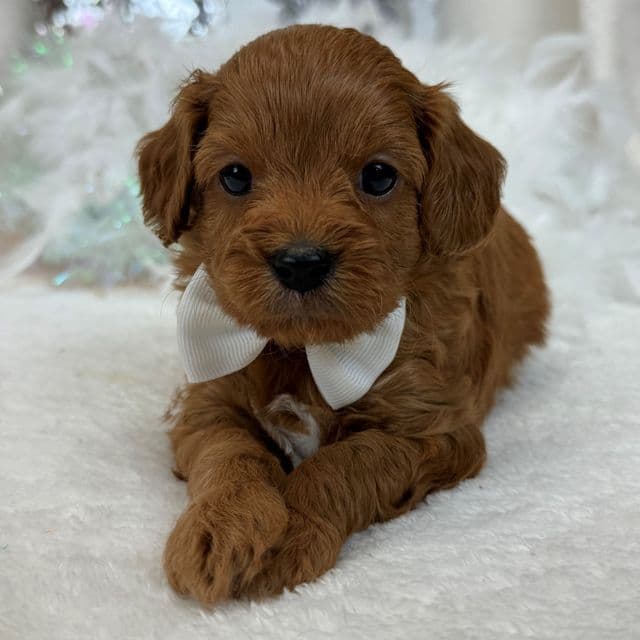 Jessie's White Boy - Cavapoo Male