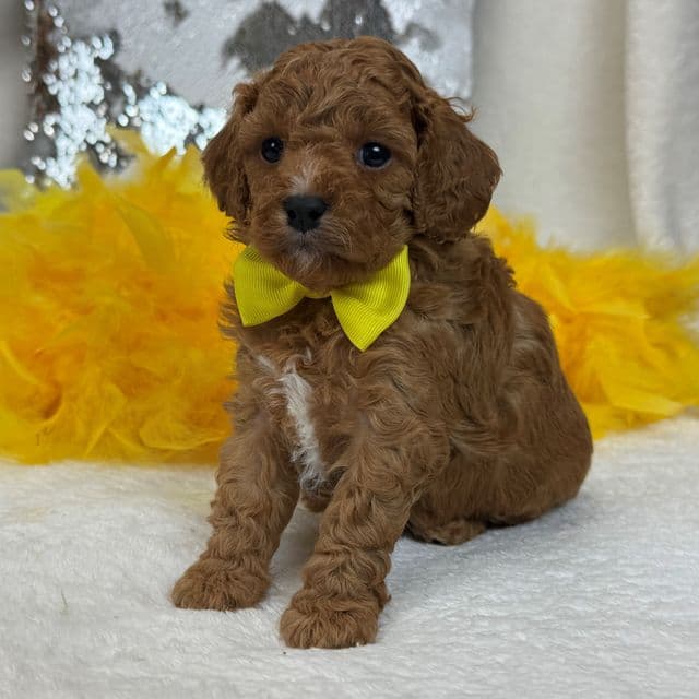 Jessie Yellow Boy - Cavapoo Male