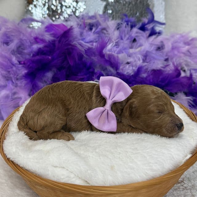 Braley Purple Girl - Goldendoodle Female