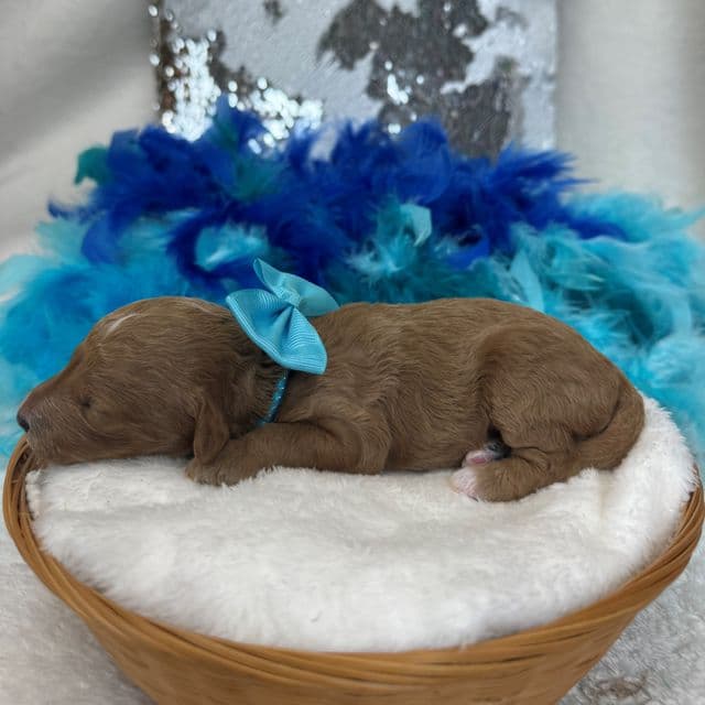 Braley Turquoise Girl - Goldendoodle Female