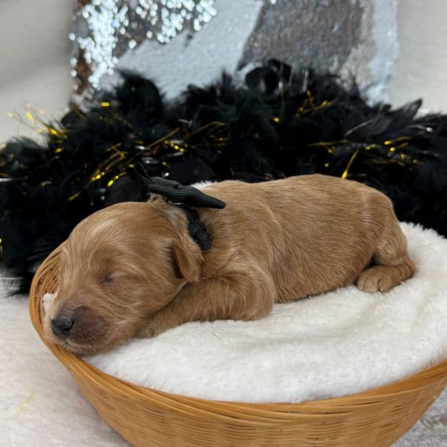 Braley Black Boy - Goldendoodle Male