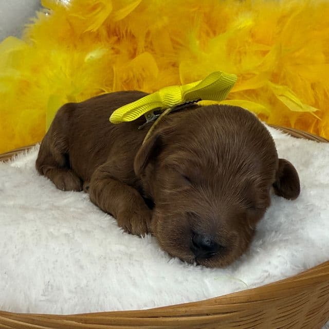 Braley Yellow Boy - Goldendoodle Male