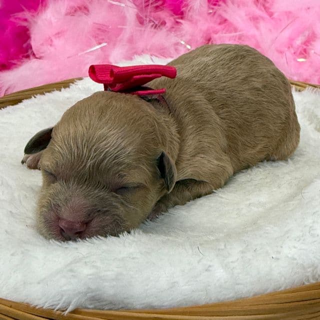 Molly Pink Girl - Goldendoodle Female