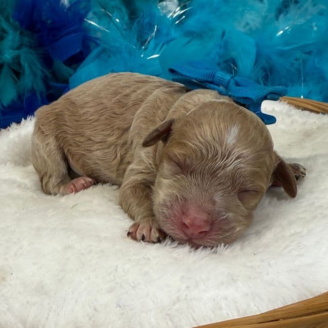 Molly Blue Boy - Goldendoodle Male