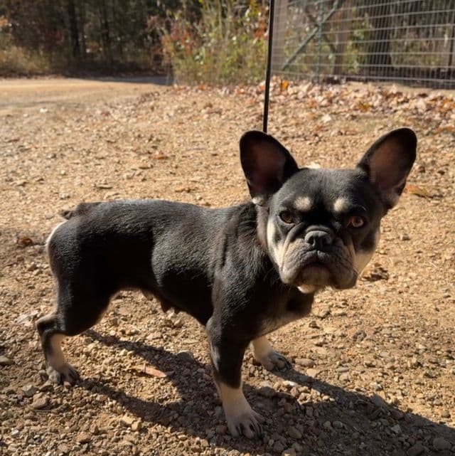 CoCo - French Bulldog Female