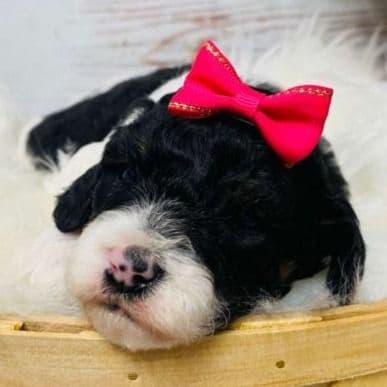 Sophia - Cavapoo Female