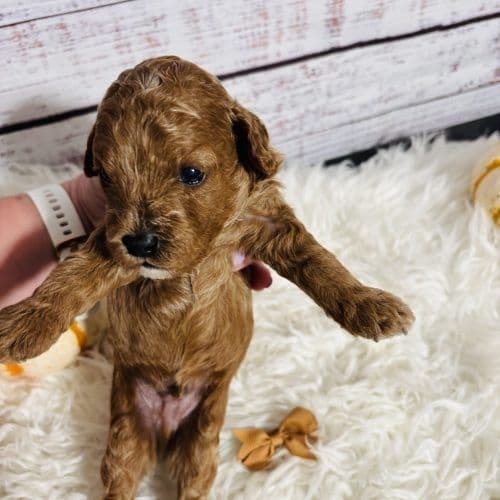 Charlie - Cavapoo Male