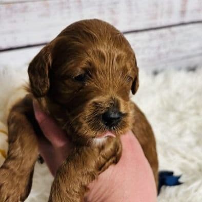 Bernard - Cavapoo Male