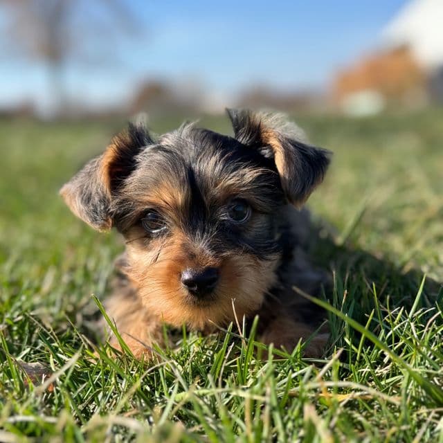 Mahomes - Yorkshire Terrier Male
