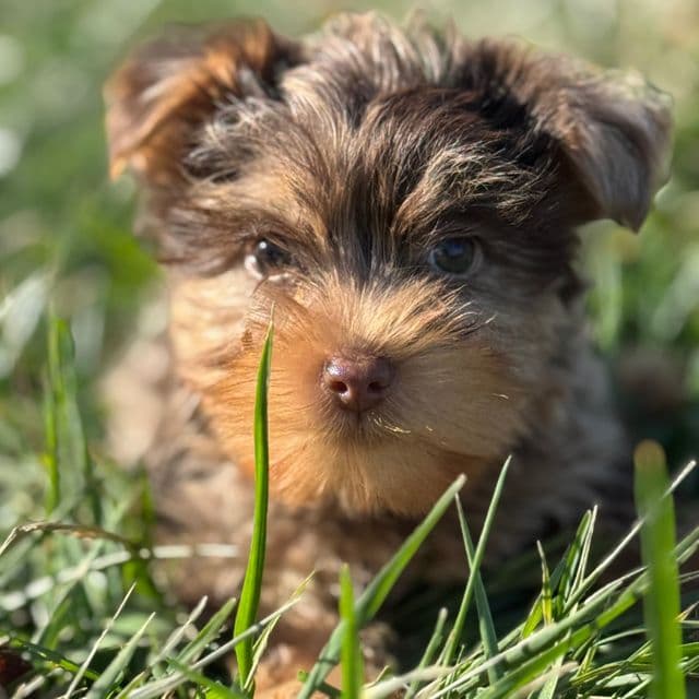 Pacheco - Yorkshire Terrier Male