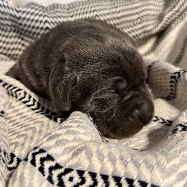 Luna - Labrador Retriever Female