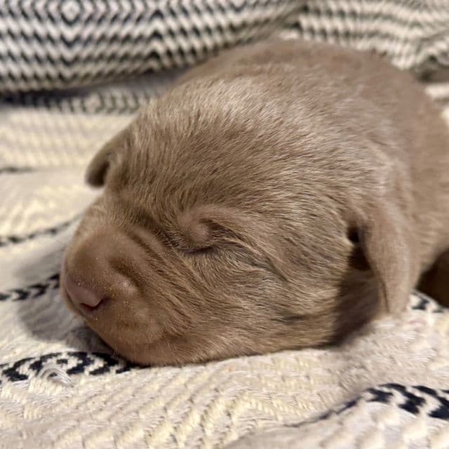 Nova - Labrador Retriever Female