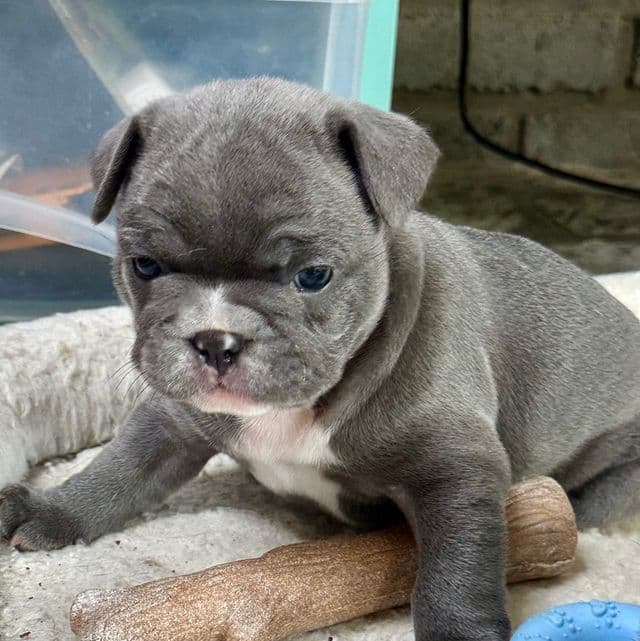 Able - French Bulldog Male