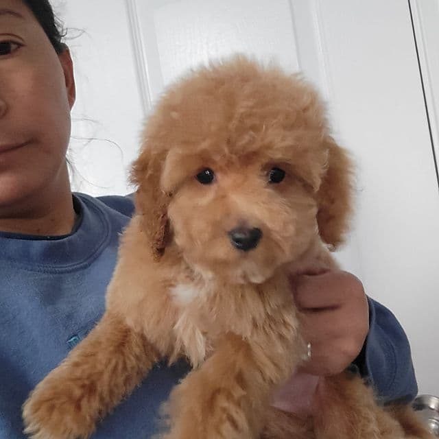 Sophie - Goldendoodle Female