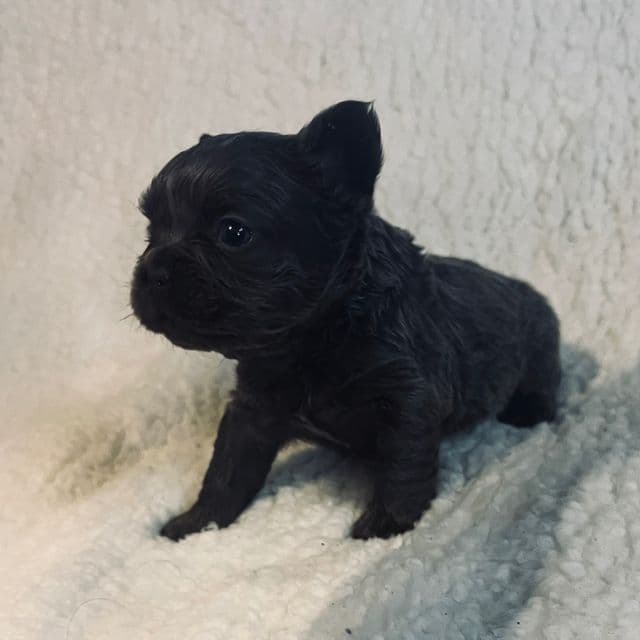 Fluffy Fifi - French Bulldog Female