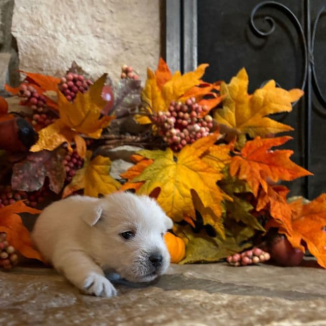 Benson - West Highland White Terrier Male