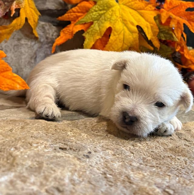 Dawson - West Highland White Terrier Male